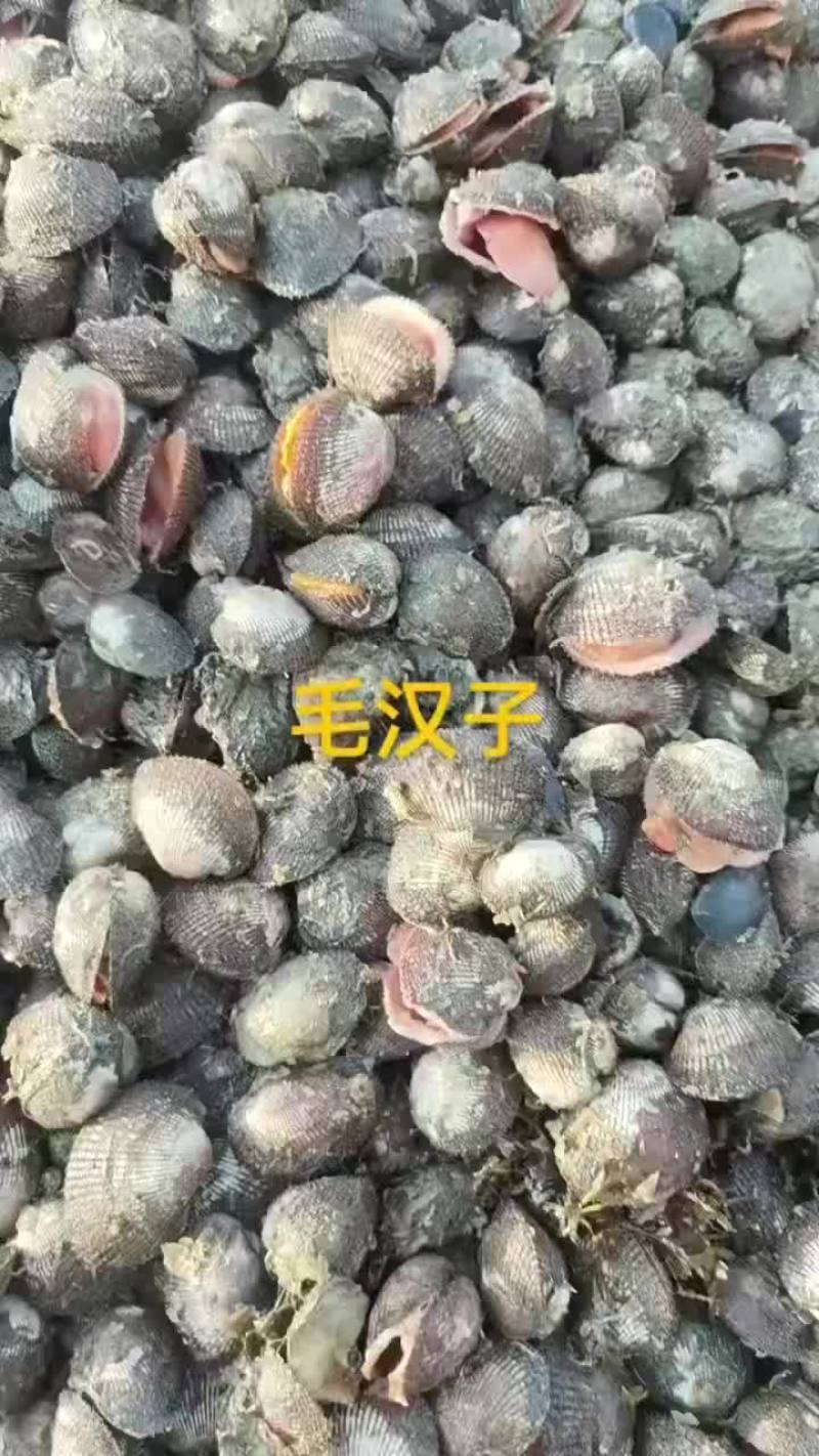 毛汉子，赤贝