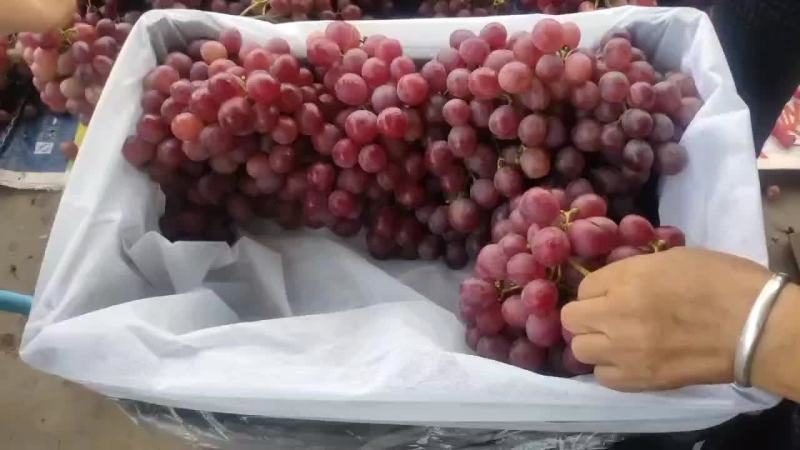 礼泉精品红提葡萄，高山地区优质红提。