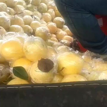 皇冠梨库里大量有货需要联系