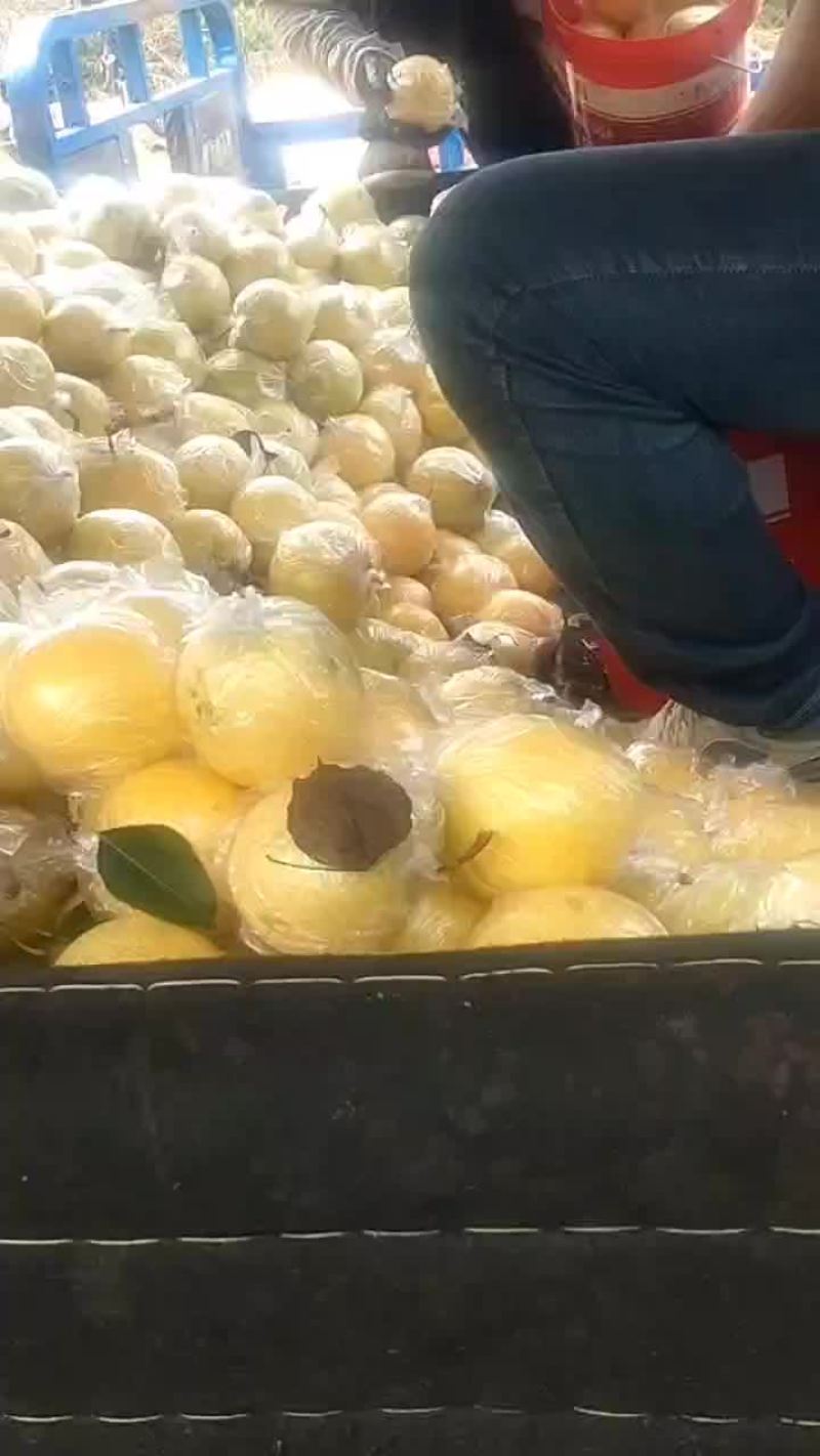 皇冠梨库里大量有货需要联系
