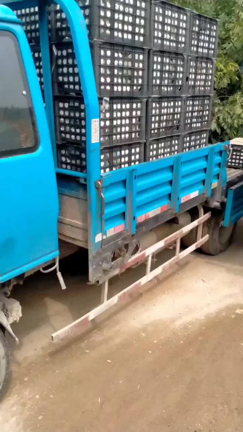 皇冠梨库里大量有货需要联系