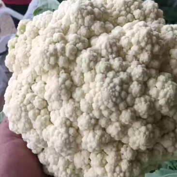 秋季有机菜花，大量供应