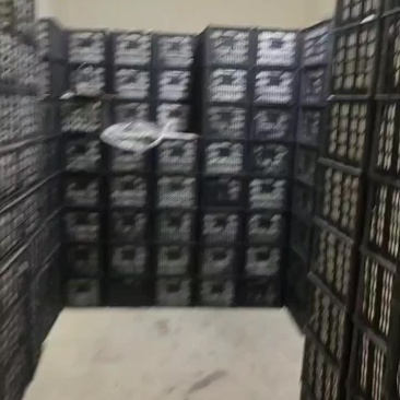 红香酥梨一级果果面干净脆甜多汁没小果冷库货