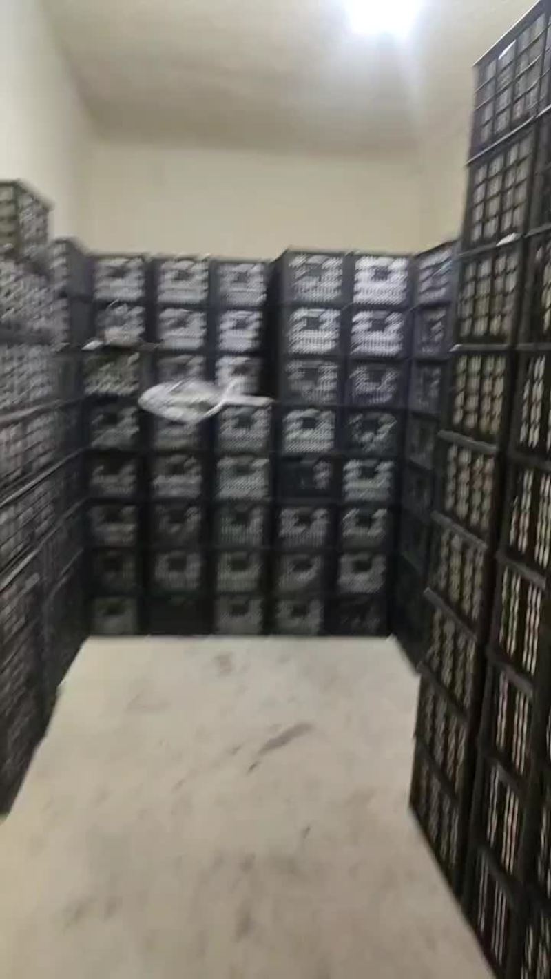 红香酥梨一级果果面干净脆甜多汁没小果冷库货