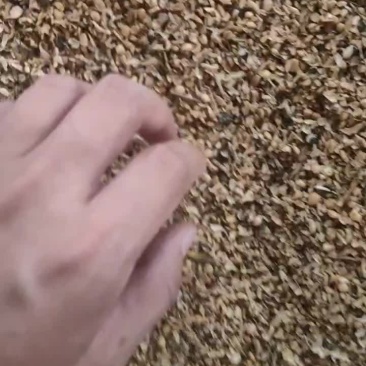 熟碎豆瓣