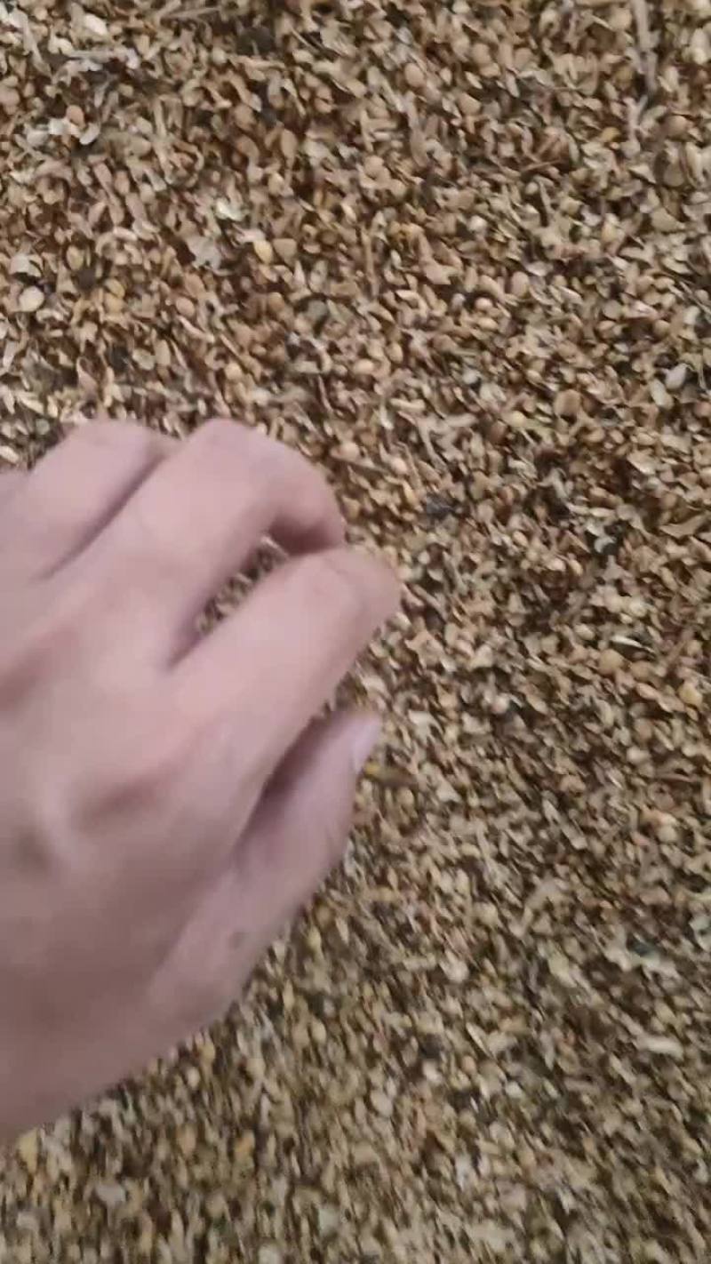 熟碎豆瓣
