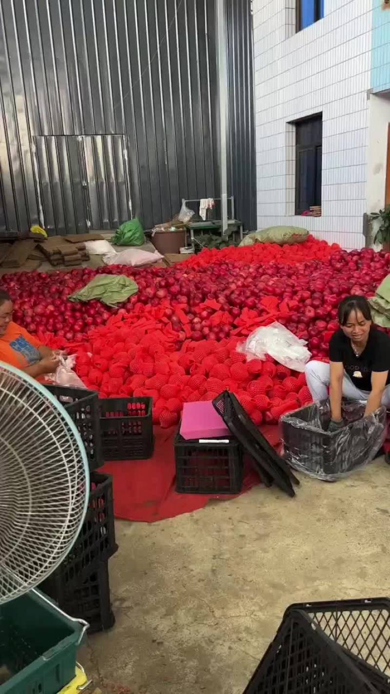 软籽酸石榴