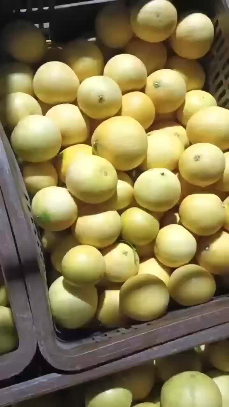葡萄柚大量现货，价格非常便宜，性价比高