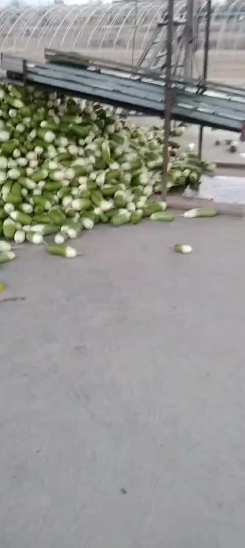 靖远大青头萝卜