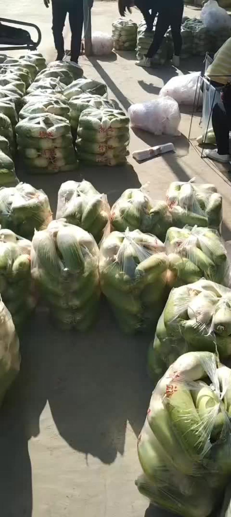 靖远大青头萝卜