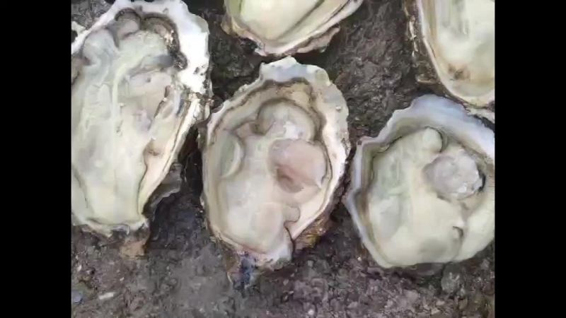 生蚝