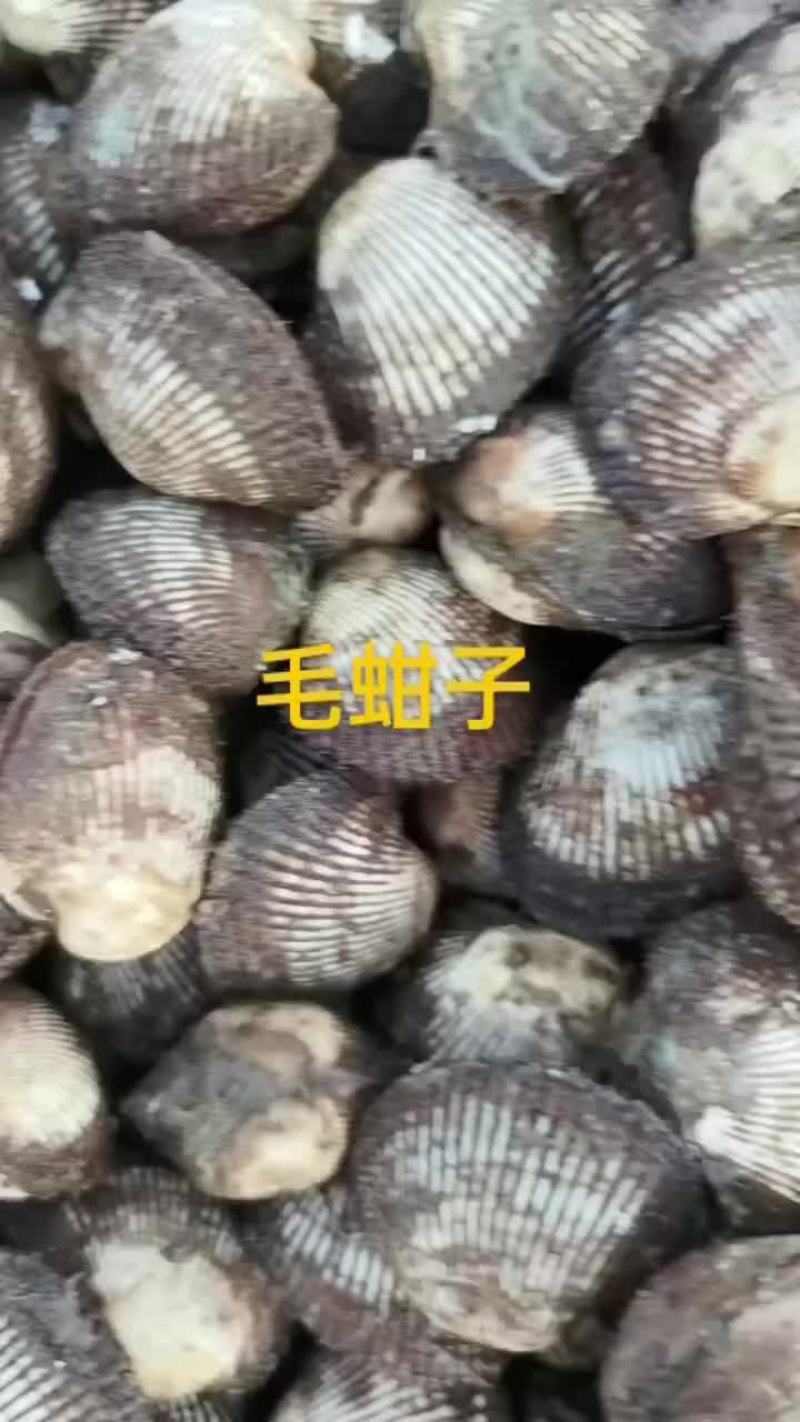 毛蚶子，赤贝