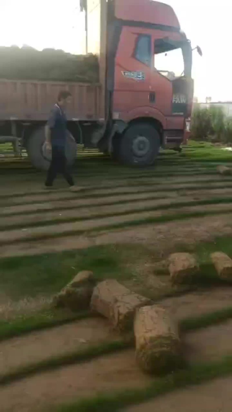 精品百慕大草卷
