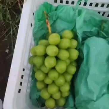 避雨棚阳光玫瑰，大量供应，口感超甜