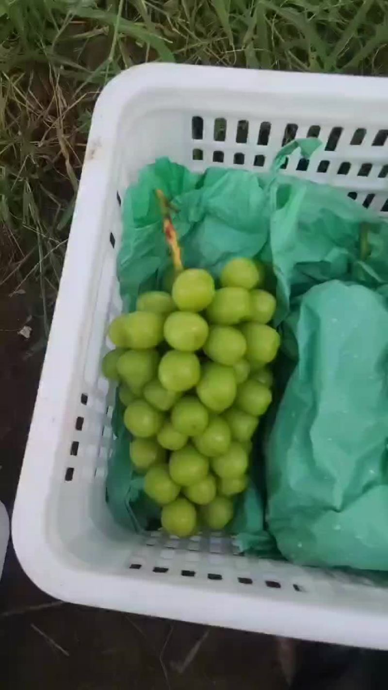 避雨棚阳光玫瑰，大量供应，口感超甜