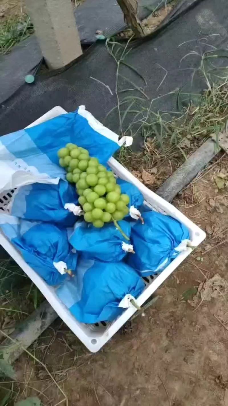 避雨棚阳光玫瑰，大量供应，口感超甜