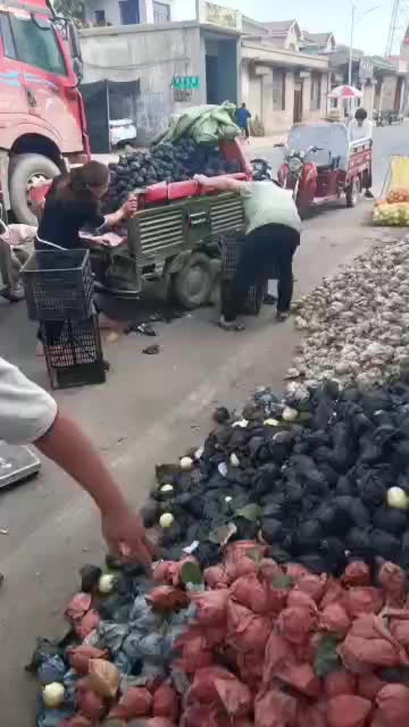 批发零售赵县精品小鸭梨！通货
