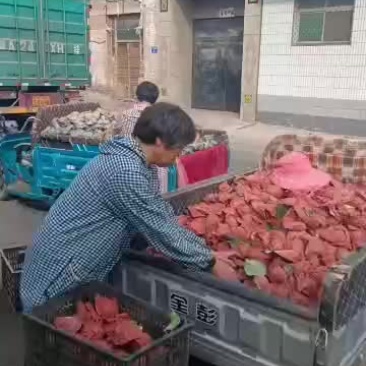 出售小鸭梨一万斤