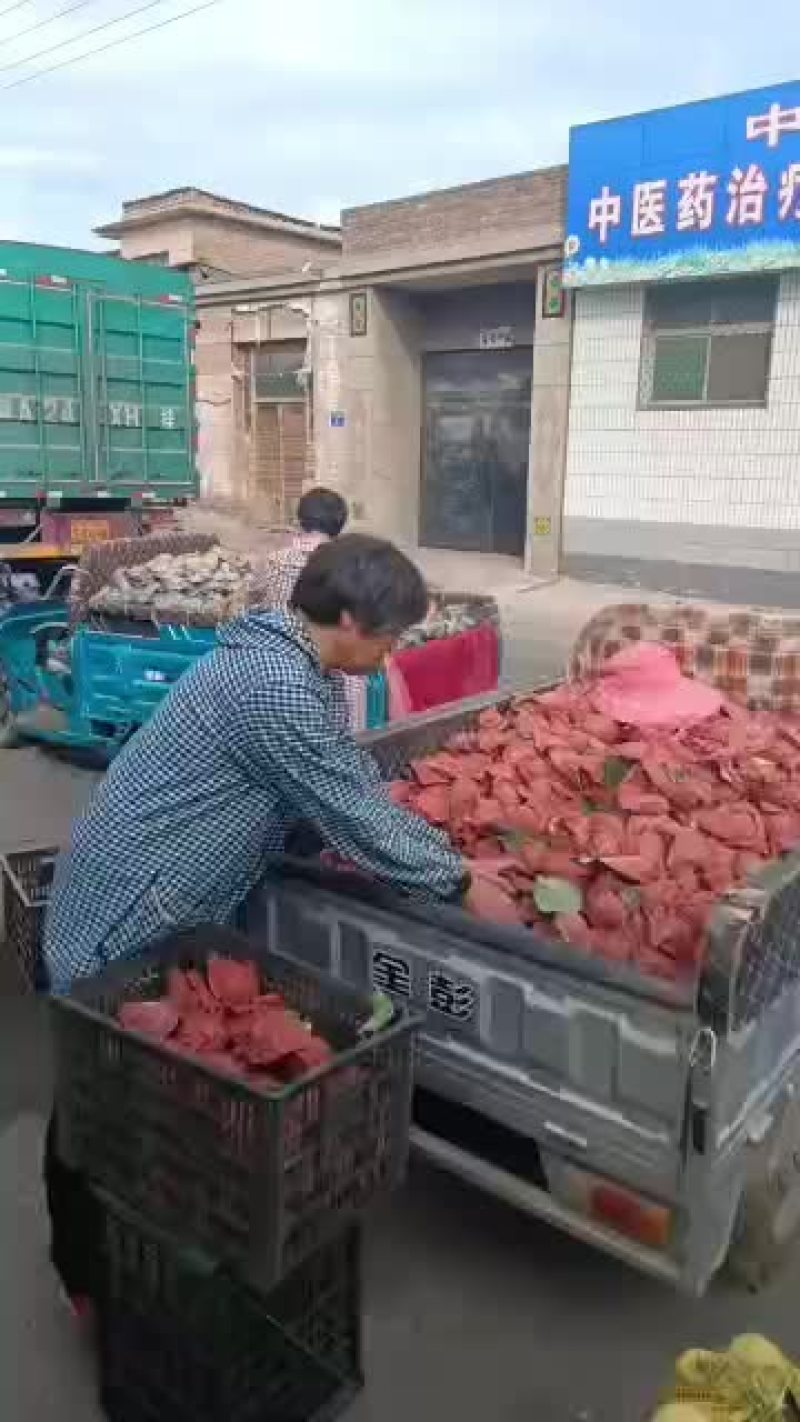 出售小鸭梨一万斤