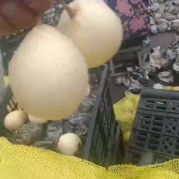 赵县万斤小鸭梨出售五毛，