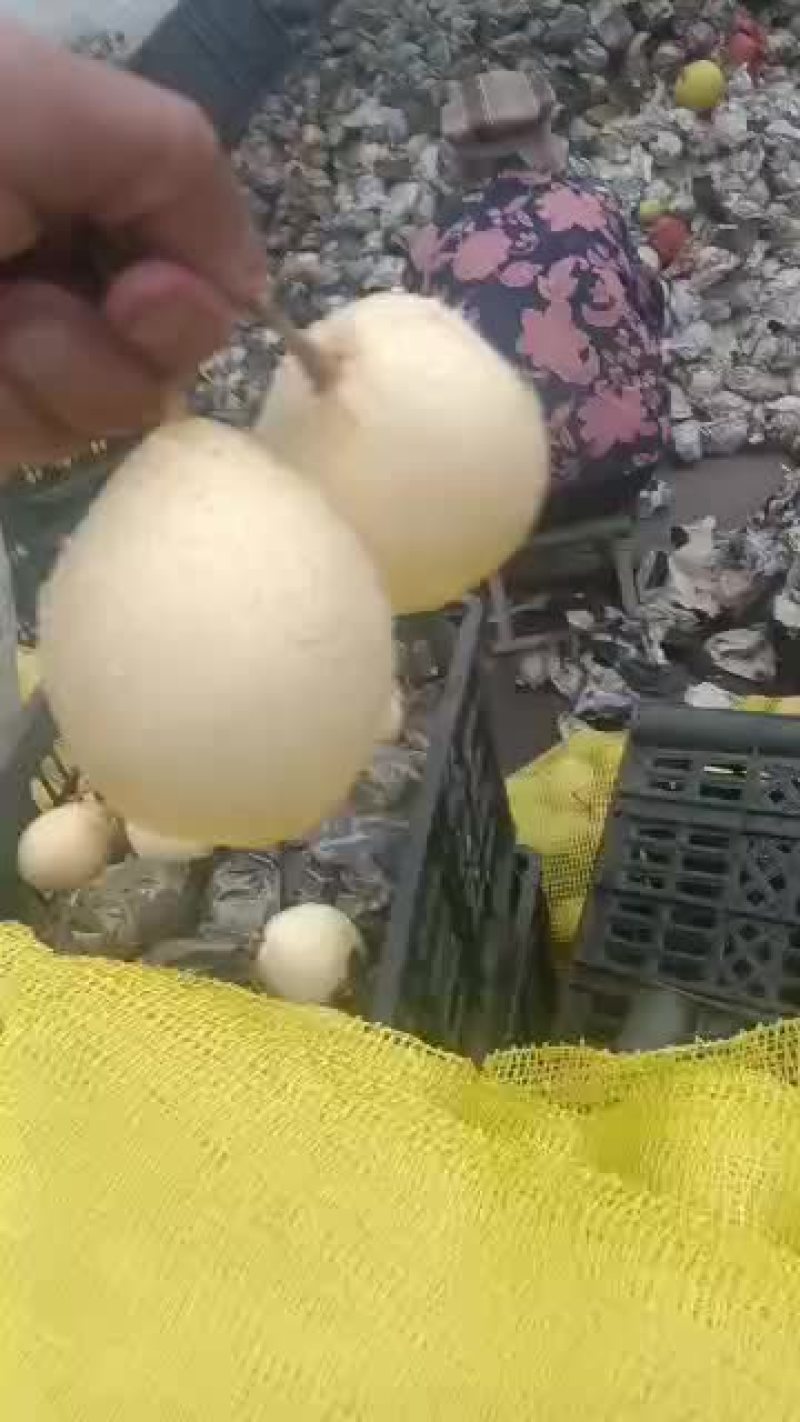赵县万斤小鸭梨出售五毛，