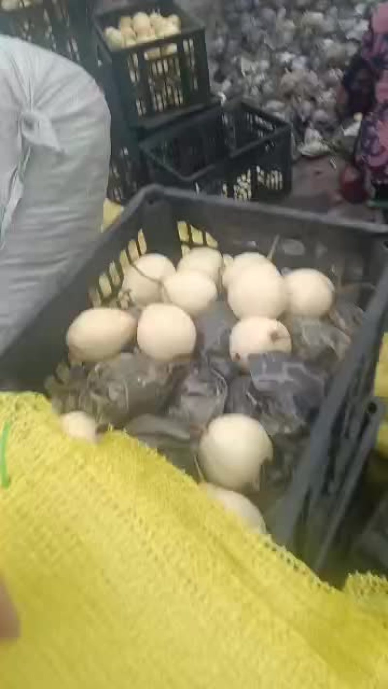 赵县万斤小鸭梨出售五毛，