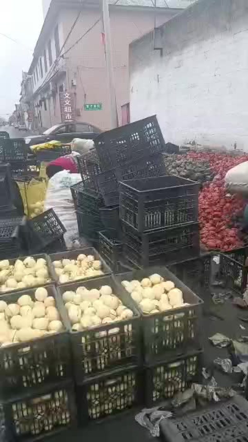 赵县万斤小鸭梨出售五毛，
