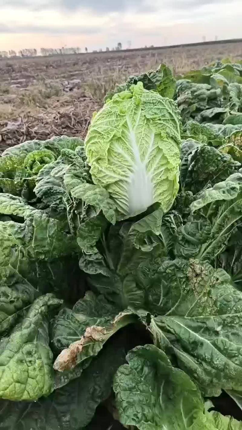 黄心大白菜