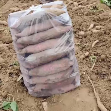 板栗红薯大量有货要的老板联系