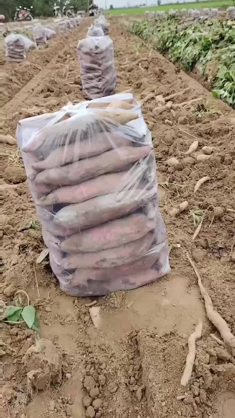 板栗红薯大量有货要的老板联系