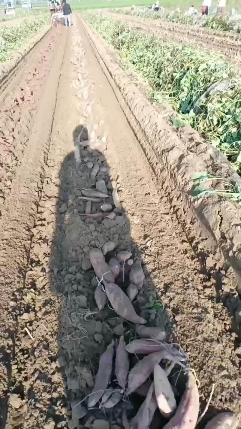 板栗红薯大量有货要的老板联系