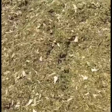 黄储