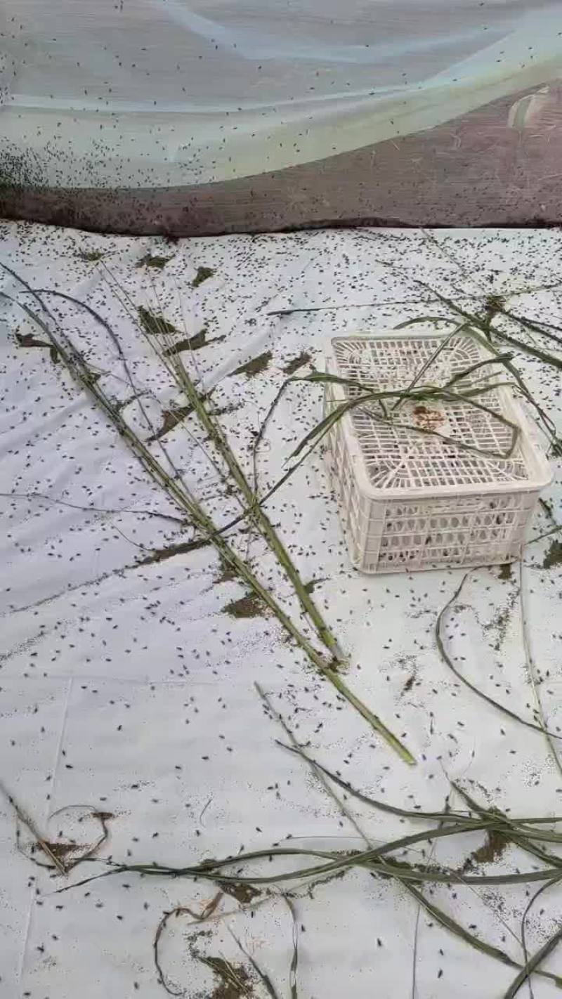 刚出生几天的幼虫,再过40天又可以出售️