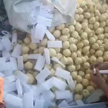出售赵县产地直销小鸭梨