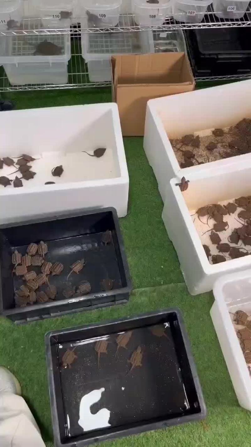 国产大鳄龟苗，进口鳄龟苗。五个起发
