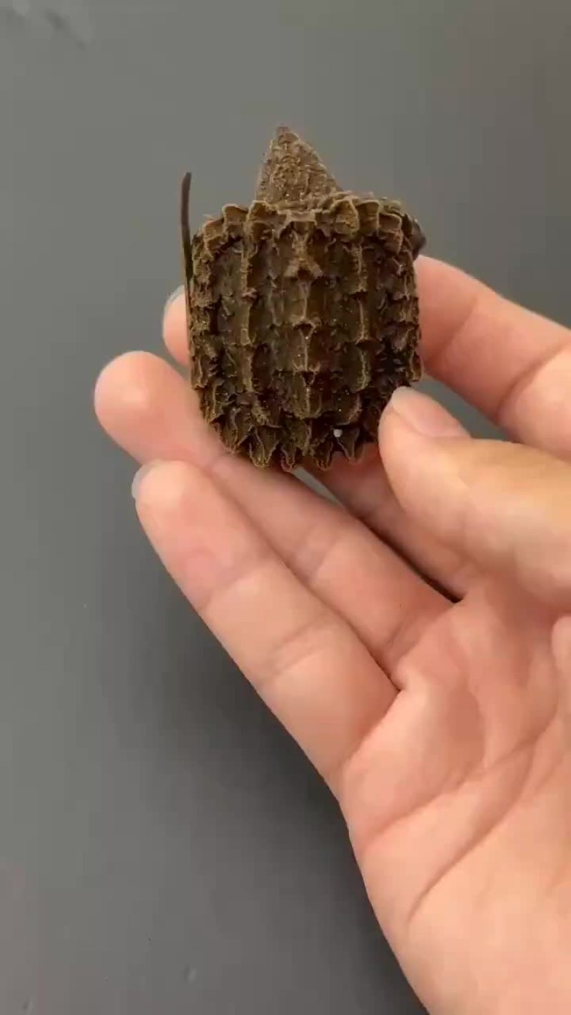 国产大鳄龟苗，进口鳄龟苗。五个起发