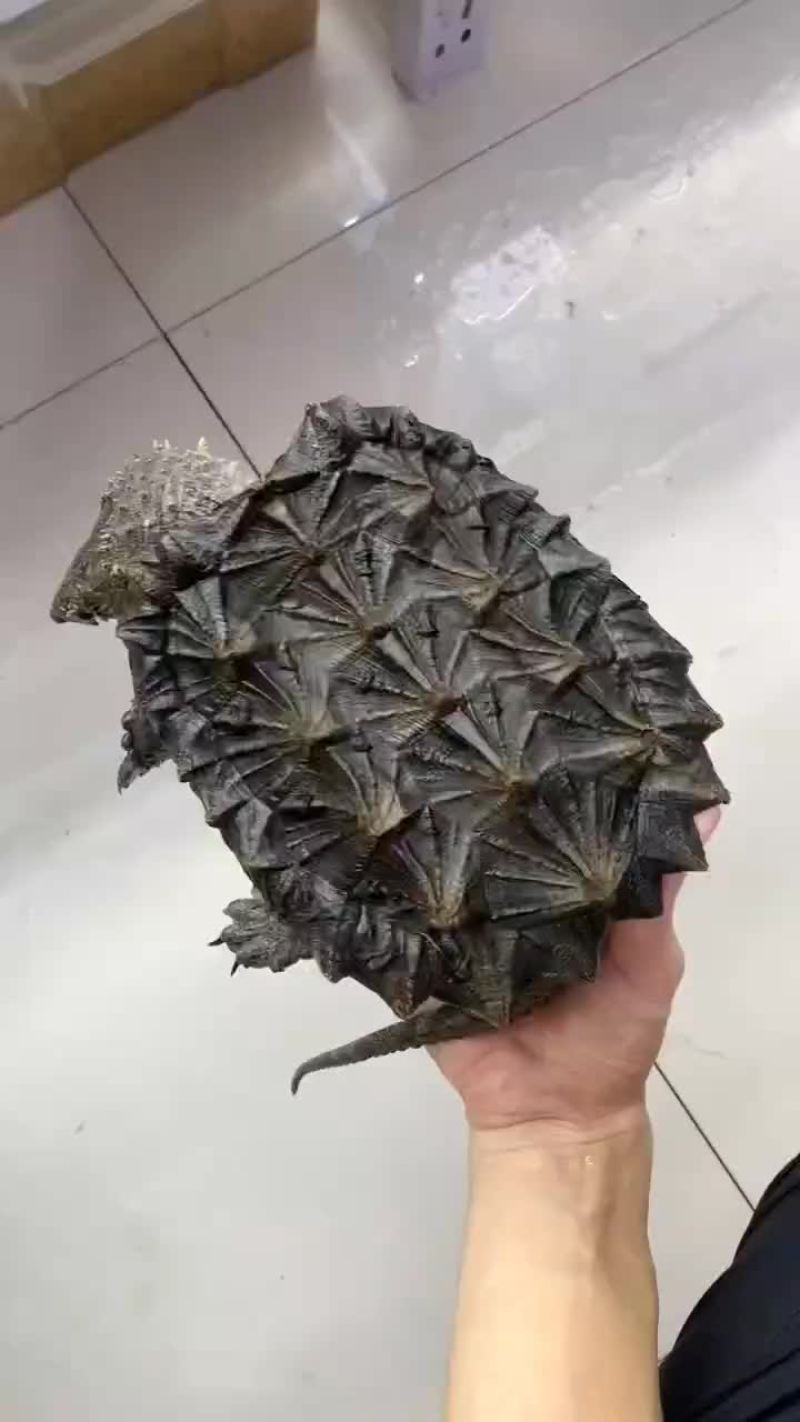 国产大鳄龟苗，进口鳄龟苗。五个起发