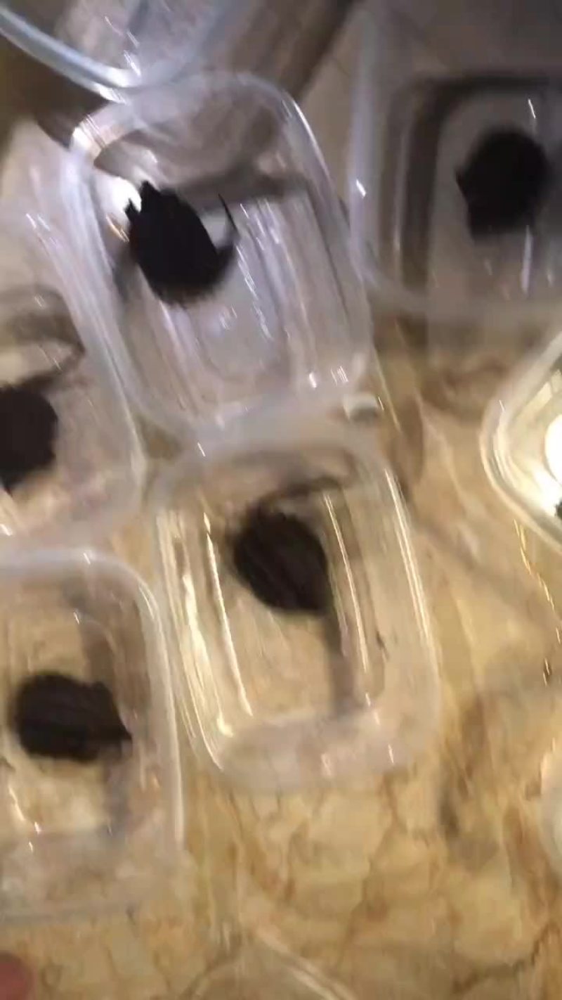 国产大鳄龟苗，进口鳄龟苗。五个起发