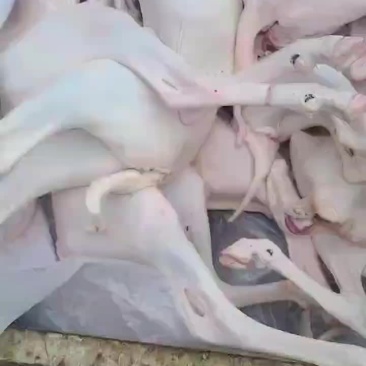 退毛羊白条
