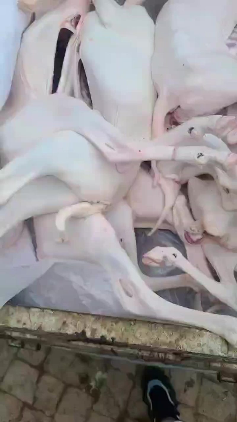 退毛羊白条