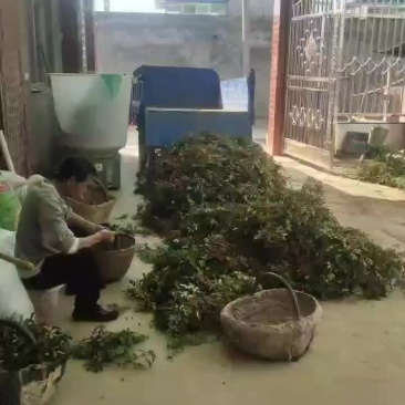 花椒