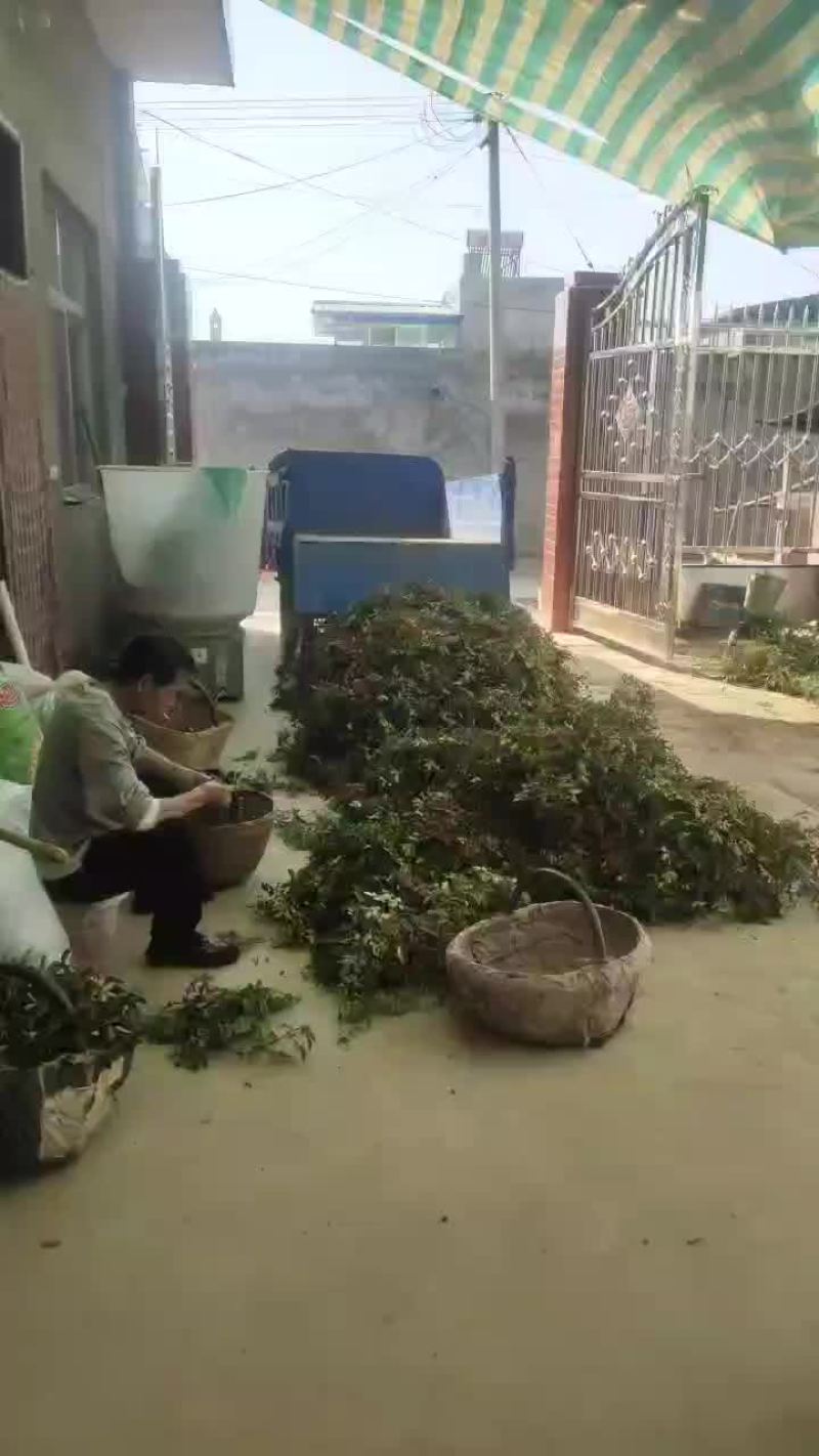 花椒