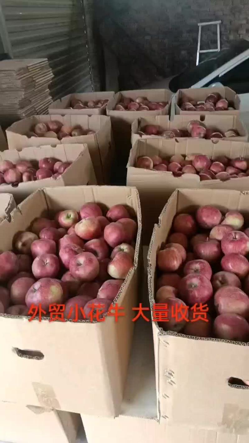 半色外贸小花牛0.9，需要的老板联系