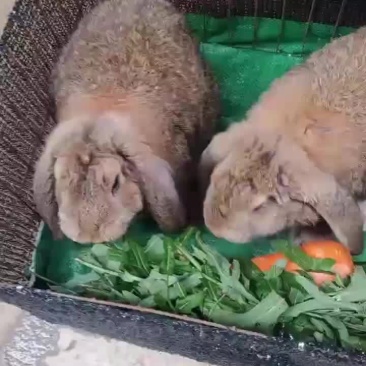 纯种公羊兔