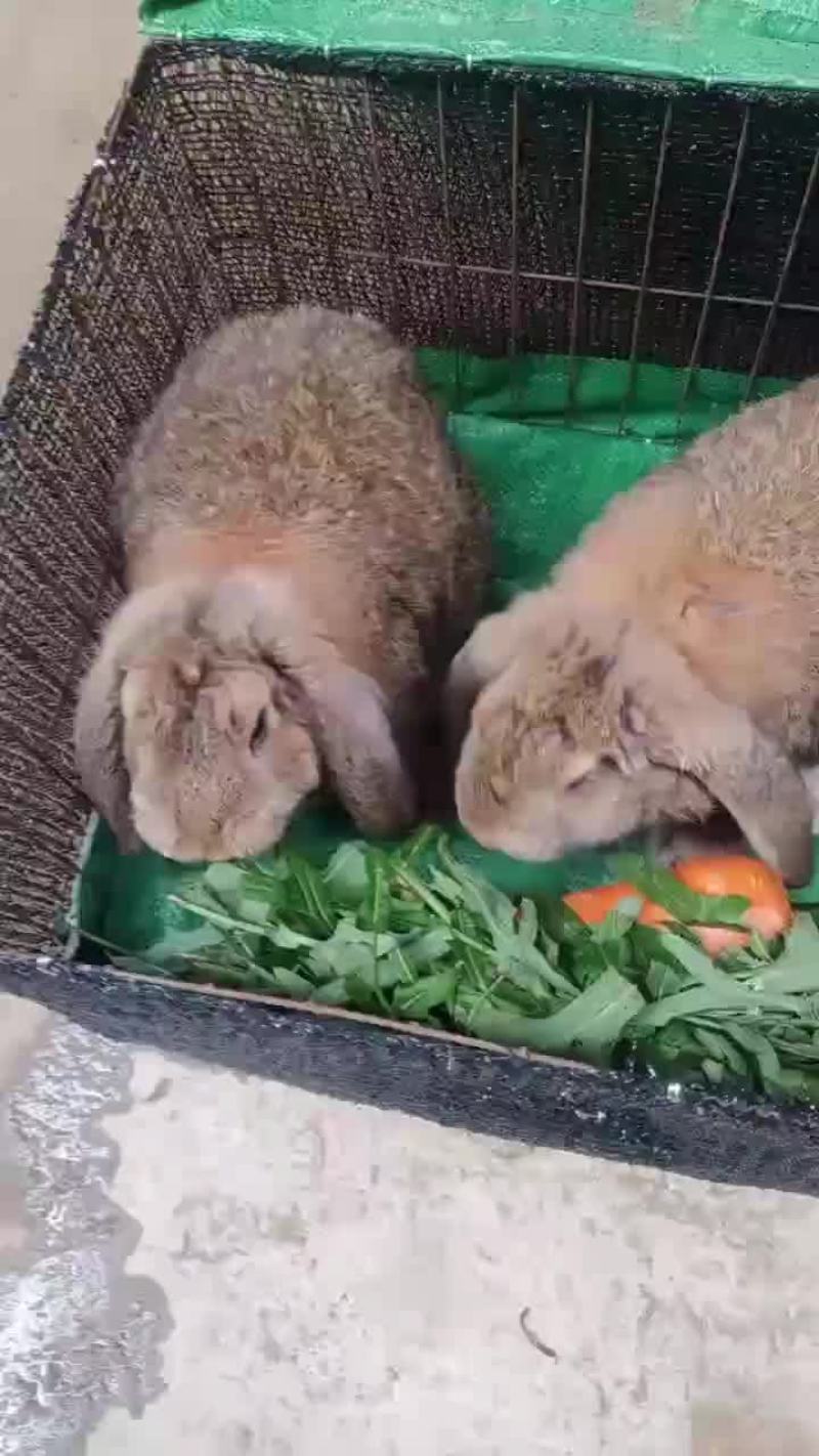 纯种公羊兔