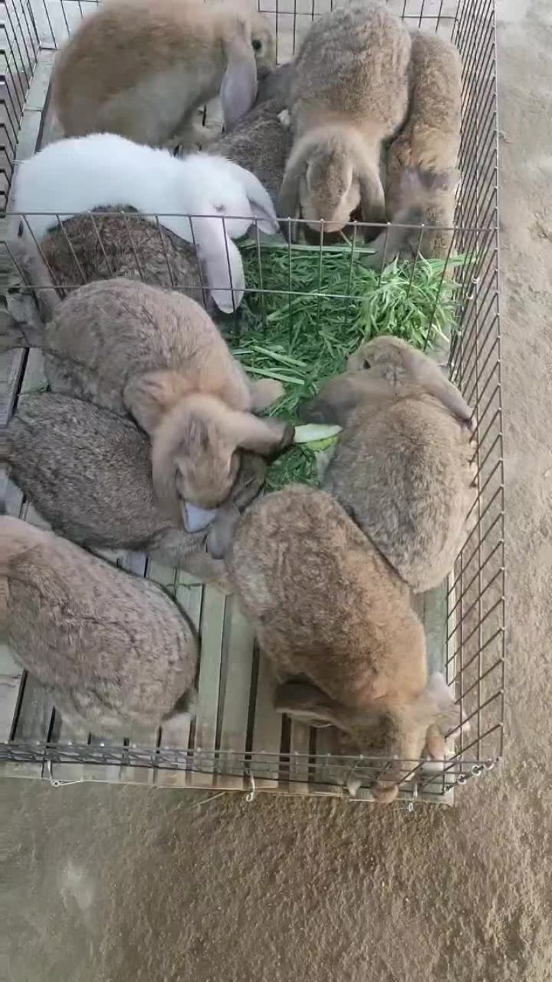 纯种公羊兔