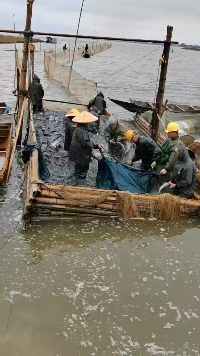 花鲢、大头、雄鱼、鲢鳙