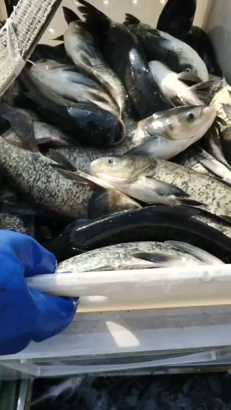 花鲢、大头、雄鱼、鲢鳙