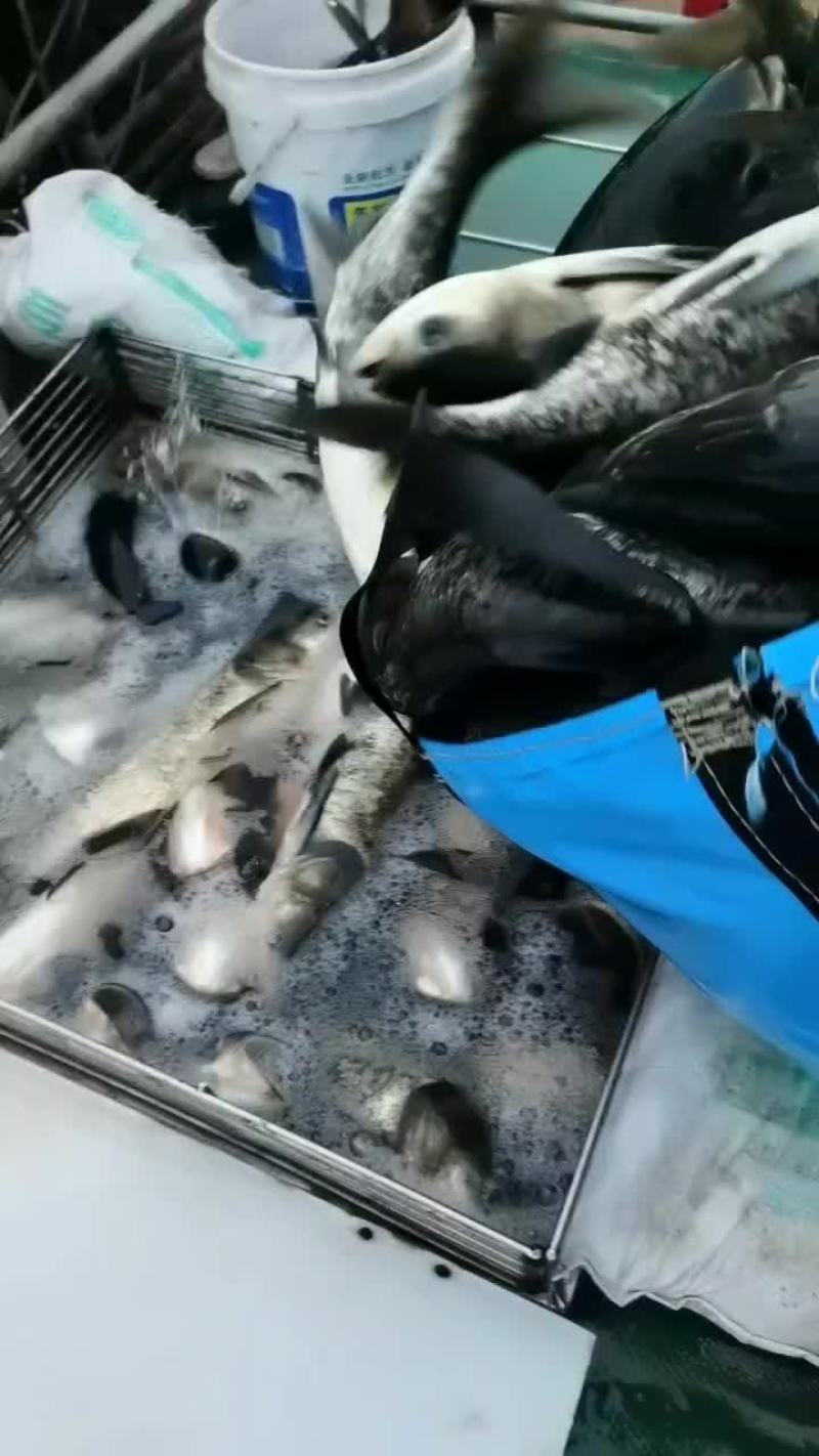 花鲢、大头、雄鱼、鲢鳙