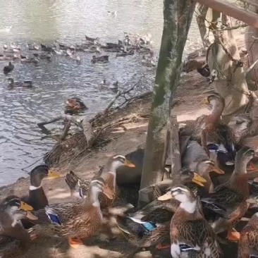 麻鸭